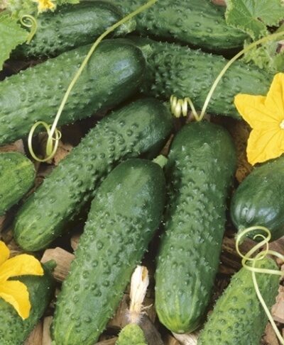 Gurķi Mirabelle F1, 250 sēklas